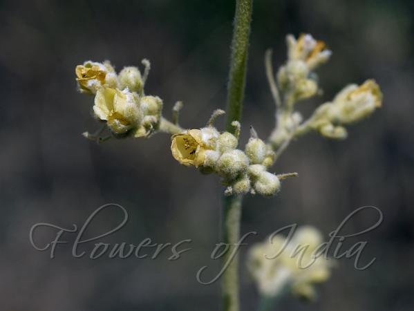 White Catamaran Tree